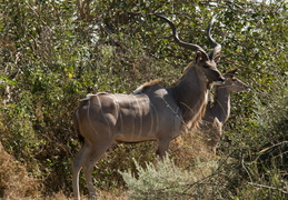 Kudu