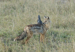 Side-striped jackyl