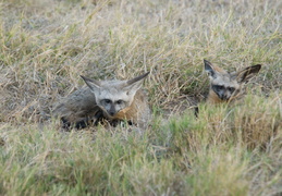 Bat-eared fox