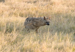 Aardwolf