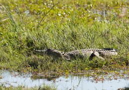 Crocodile