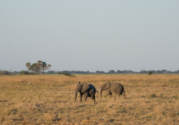 Elephants