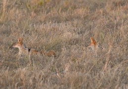 Black-backed jackyl