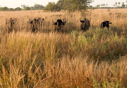 Cape Buffalo standing guard