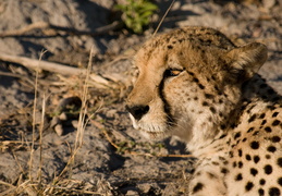 Cheetah