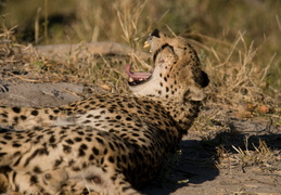 Yawning Cheetah