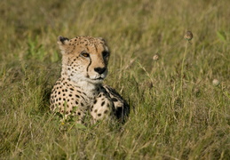 Cheetah