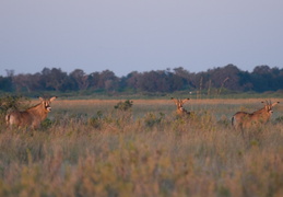 Roan Antelope