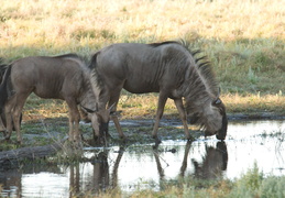 Wildebeest