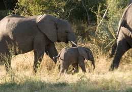 Elephants