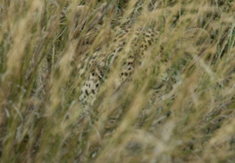 Leopard in the grass