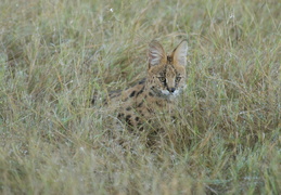 Serval