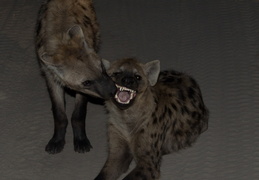 Spotted Hyena