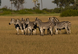 Zebras