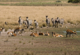 Zebras & Lechwe