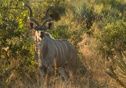 Kudu