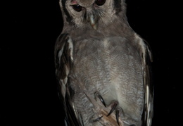 Eagle Owl