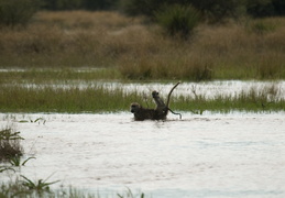 Baboons crossing a stream