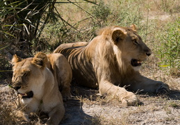 Lions