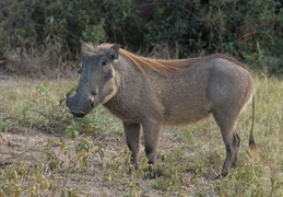 Warthog