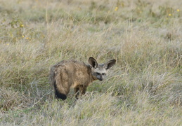 Bat-eared fox