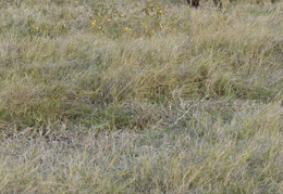 Bat-eared fox