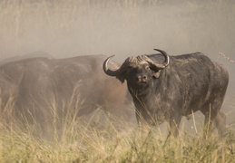 Cape Buffalo charging through the dust