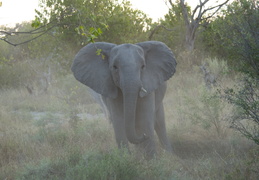 Elephants