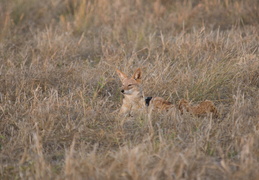 Black-backed jackyl