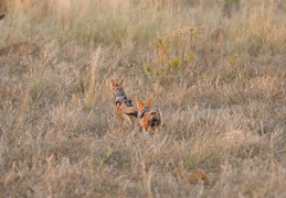 Black-backed jackyl