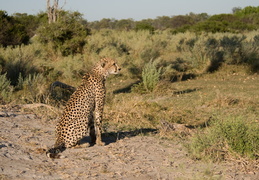 Cheetah