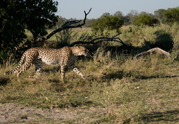 Cheetah