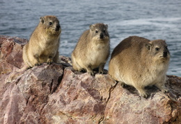 Hyrax on the rocks