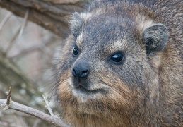 hyrax