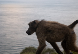 Baboon