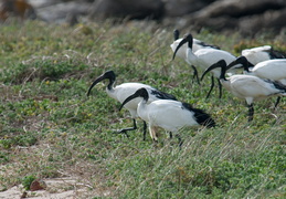 Sacred Ibis