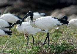 Sacred Ibis