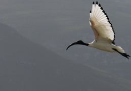 Sacred Ibis