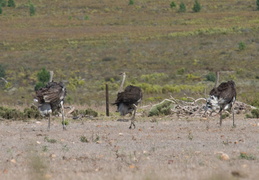 ostritch