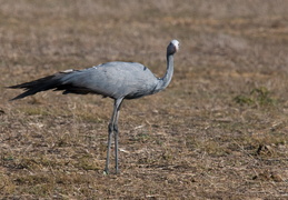 Blue Crane