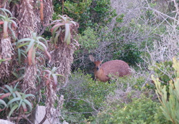 Grysbok in the bushes