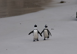 penguins