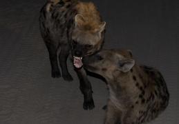 Spotted Hyena