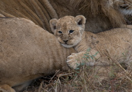 Lion cub