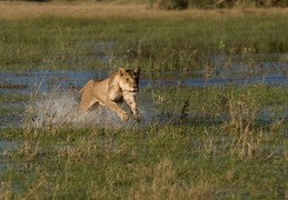 Lioness crossing the water