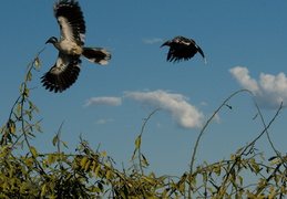 Hornbills in flight