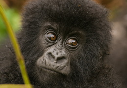 Baby Mountain Gorilla