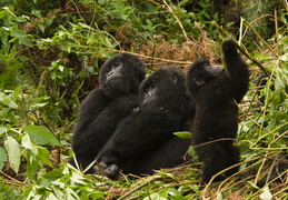 Mountain Gorillas