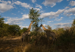 Giraffes