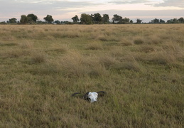 Buffalo Skull